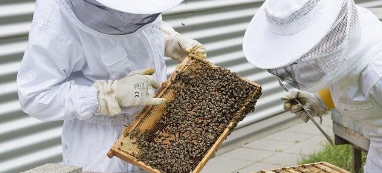 révolutionner l'apiculture