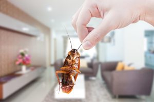 Les nuisibles les plus fréquents en été dans les maisons