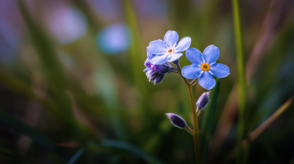 myosotis