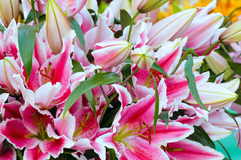 lys rose en fleurs